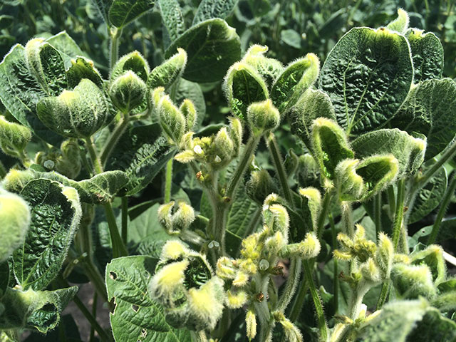 Symptoms of dicamba injury have caused states to take a harder line on applications of low volatility dicamba formulations. (DTN photo by Pamela Smith)